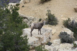 Grand Canyon Mountain Goat