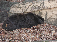 Hibernating Black Bear