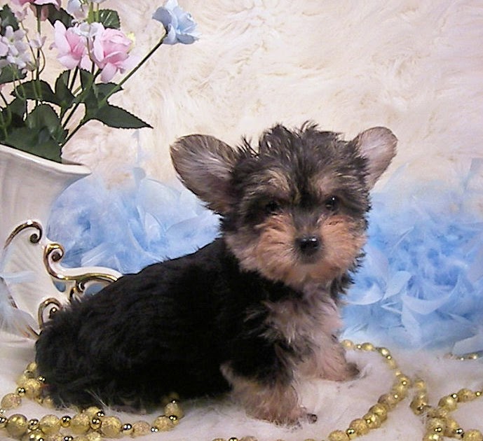 MorkiesMorkie puppies, Morkie puppies for sale MORKIES FOR SALE,MORKIE