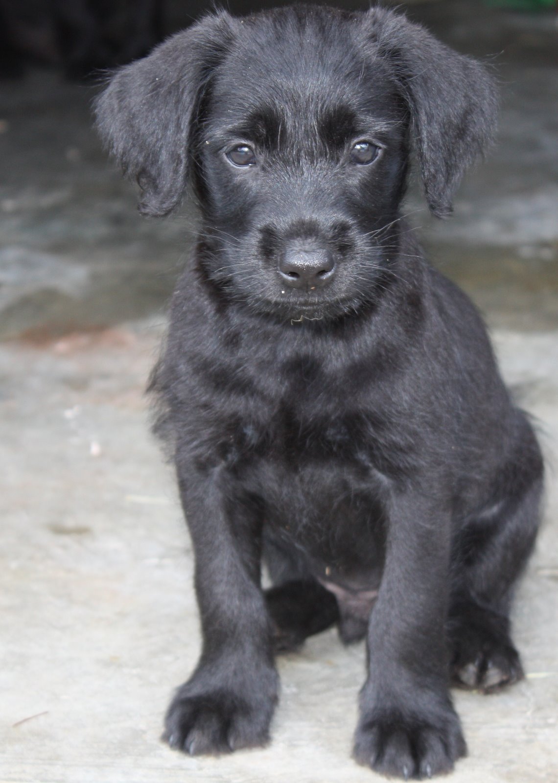 Schnauzer Mix Dog Training Home Dog Types