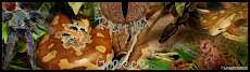 Reptiles Greece...