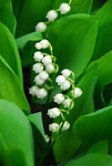 The Lily of the Valley