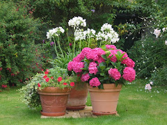 hortensia, agapanthe,pétunias