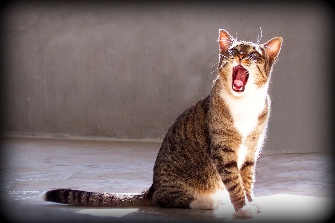 Хорошие звуки для кошек. Зов кота. Звучание кошек. Звук кошки. Кошка издает звуки.
