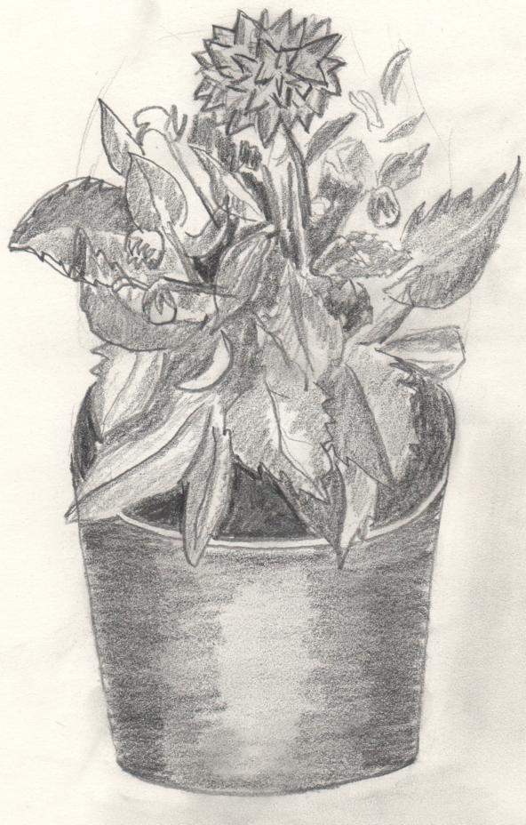 Dibujos y Pinturas: Planta