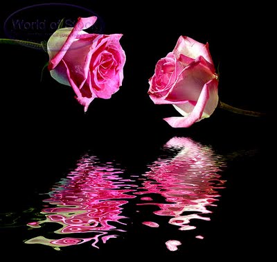 Pink Rose & HardWork