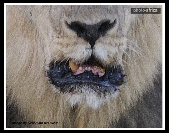 Lion+-+Batia+Teeth.jpg