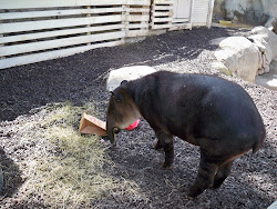 Melvin, a Baird’s Tapir, opening his valentine