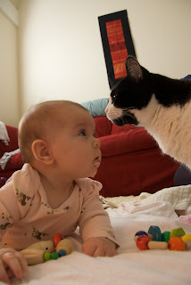 confuzing baby and cat