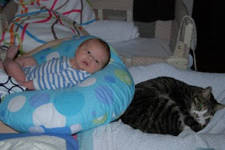 cat sleeps near the baby