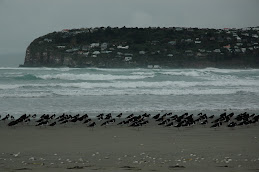 Oystercatchers in the wind