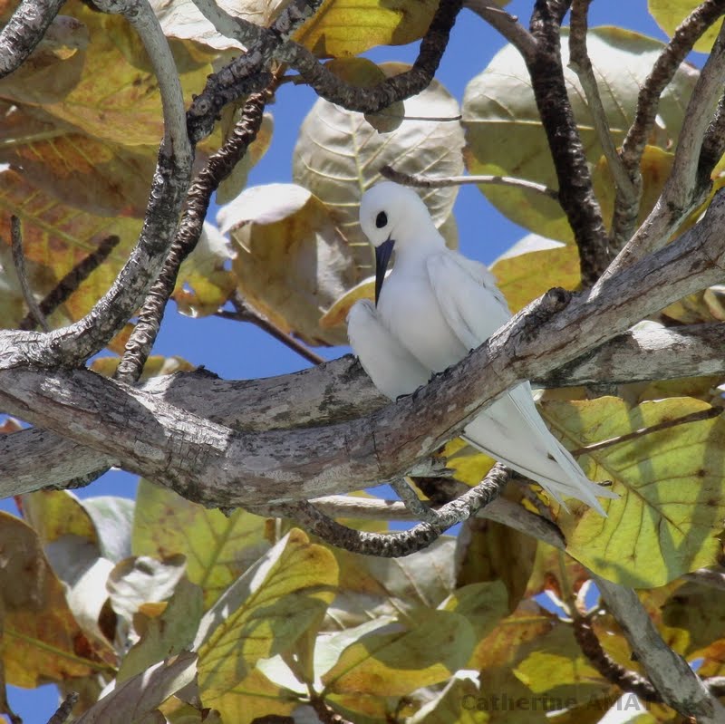 Tahiti ou l'écho des cocotiers Tahiti ou l'écho des cocotiers