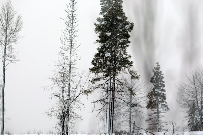 Skog