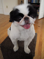 Japanese Chin Short Hair