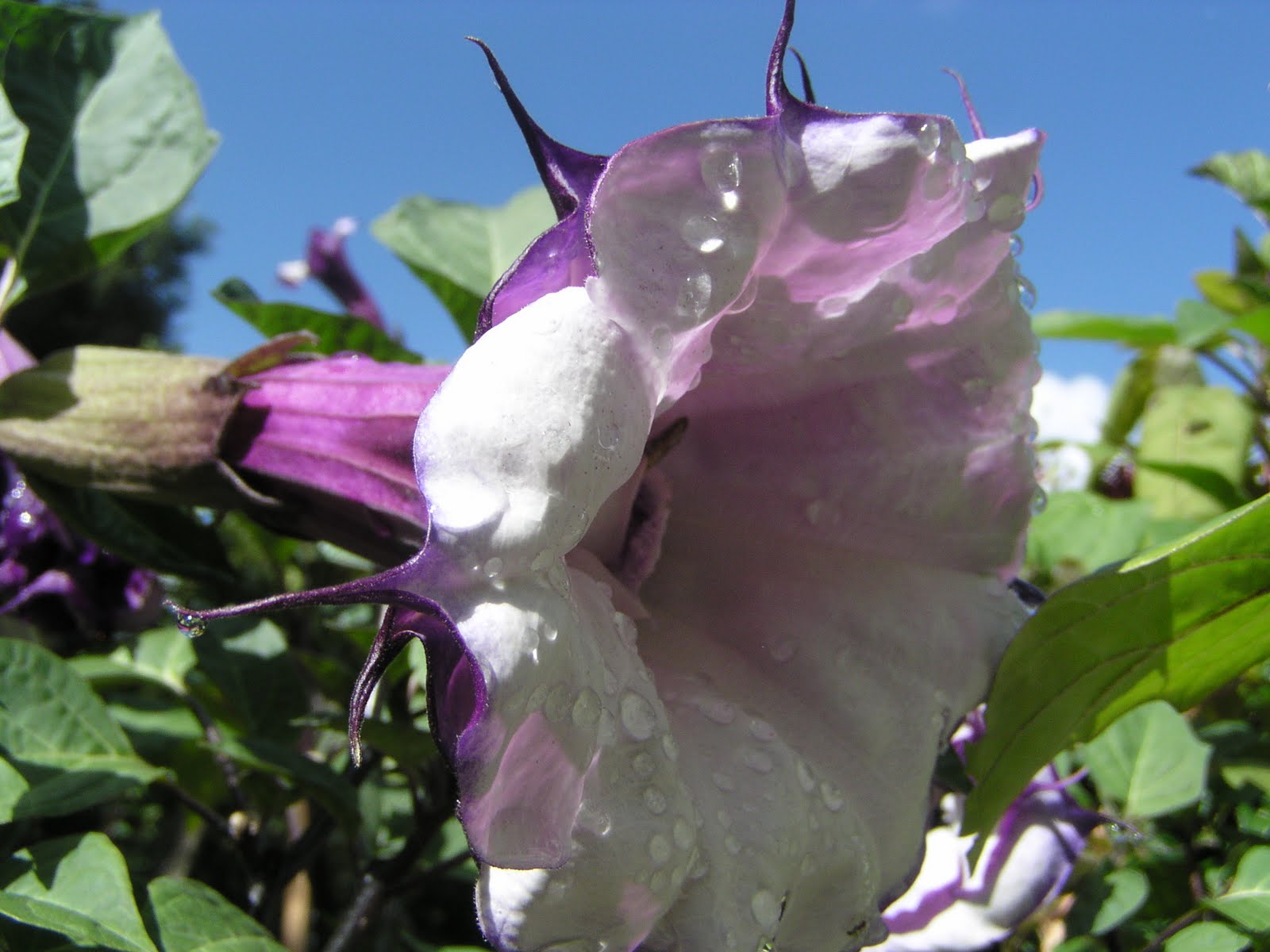 Florida Gardening Zone 9 Datura, "Devil's trumpet", beautiful but