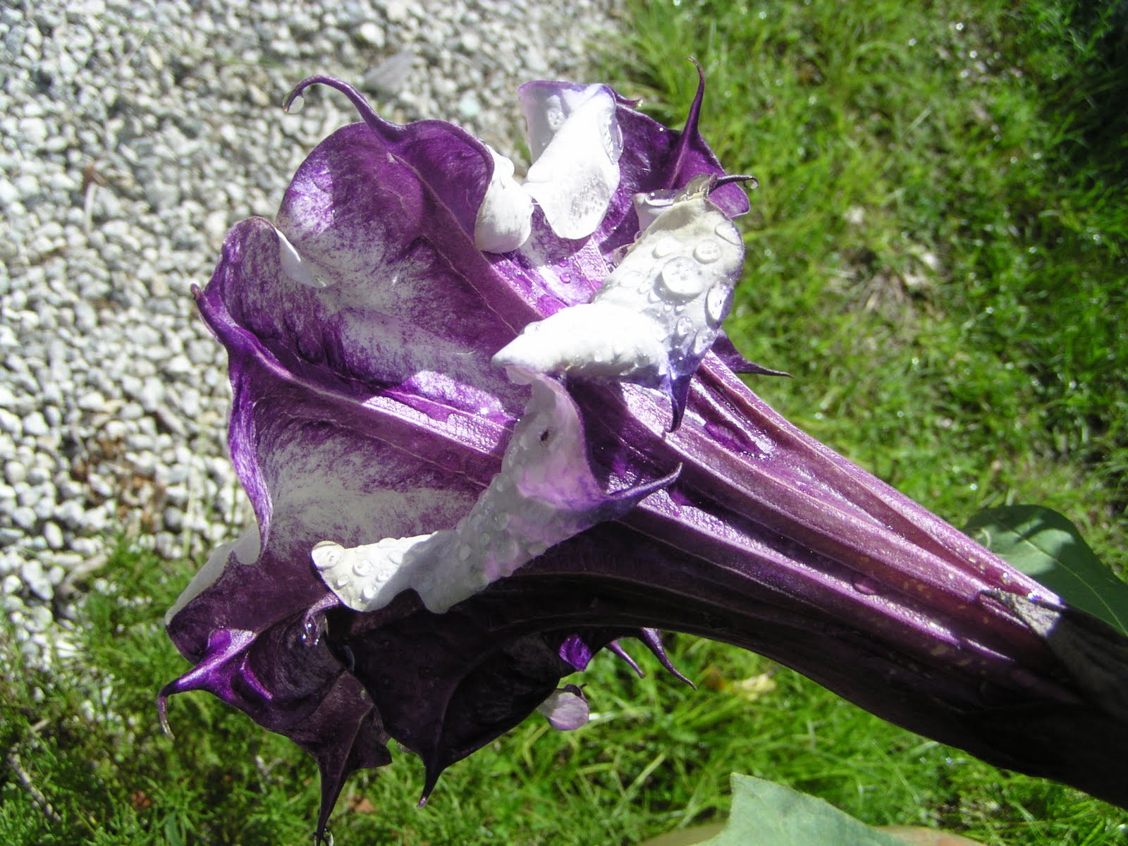 Florida Gardening Zone 9 Datura, "Devil's trumpet", beautiful but