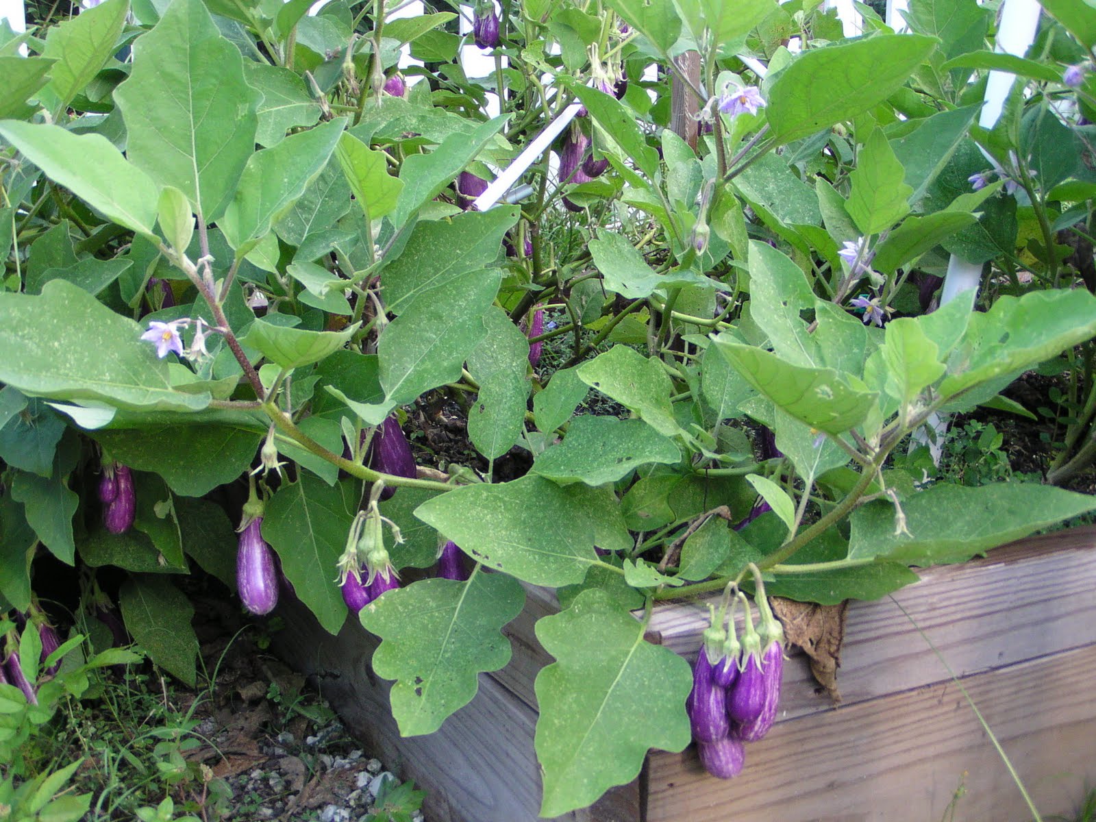 Florida Gardening Zone 9 Eggplants Fairytale