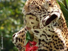 NOTI-SARAGUATOS: LA VOZ DE LA SELVA: Del Jaguar y el Águila Arpía al perro  cazador y los automóviles
