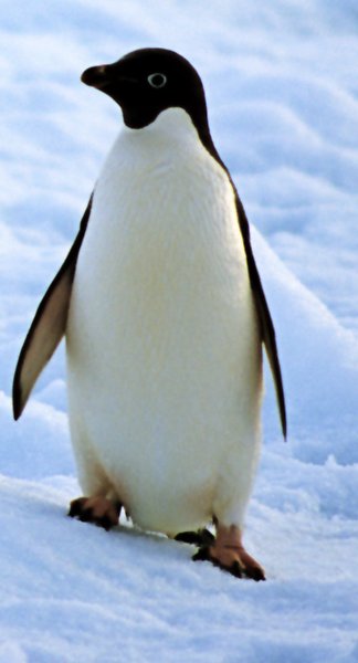 Pinguino1.jpg