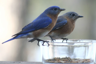 bluebirds eating mealworms bluebirds eating mealworms