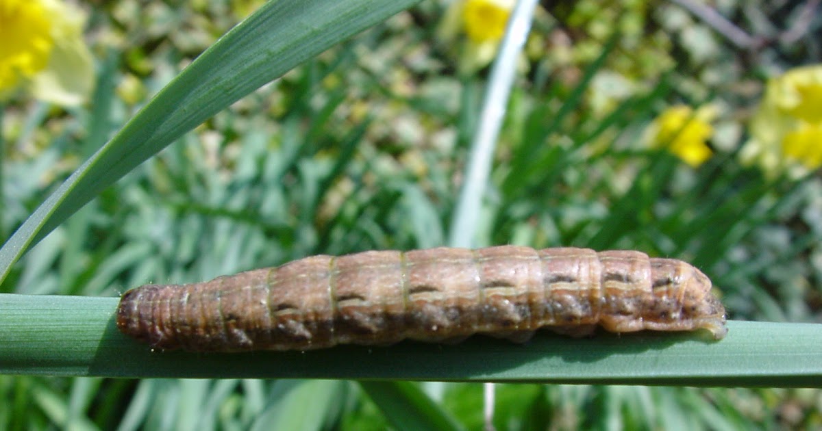 Sussex Nature Notes: Large brown caterpillar