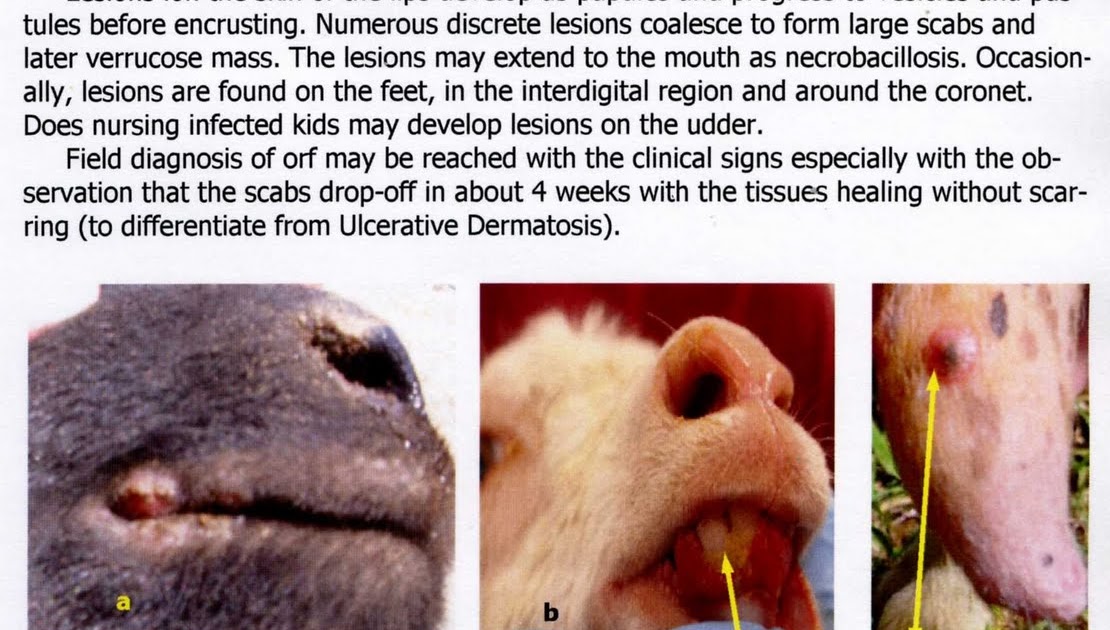 BETERINARYONG PINOY Disease Diagnosis Series 8. Orf in Goats and Sheep