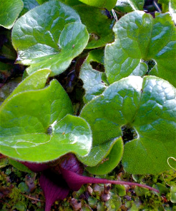 Urban Landscape, Native Landscape Western Washington