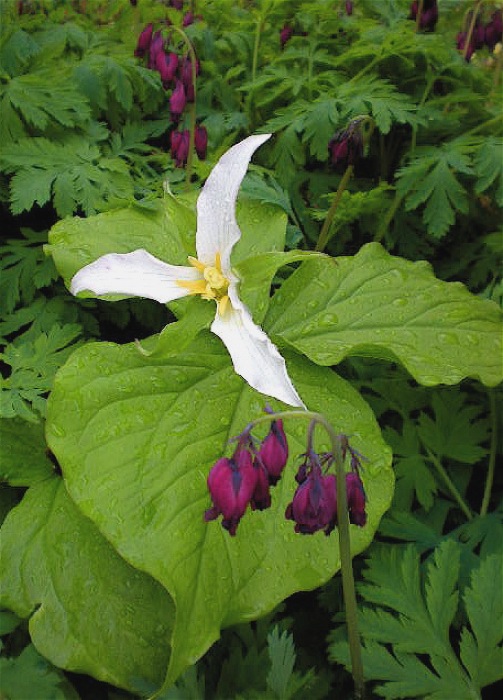 Urban Landscape, Native Landscape: Western Washington Native Plants in