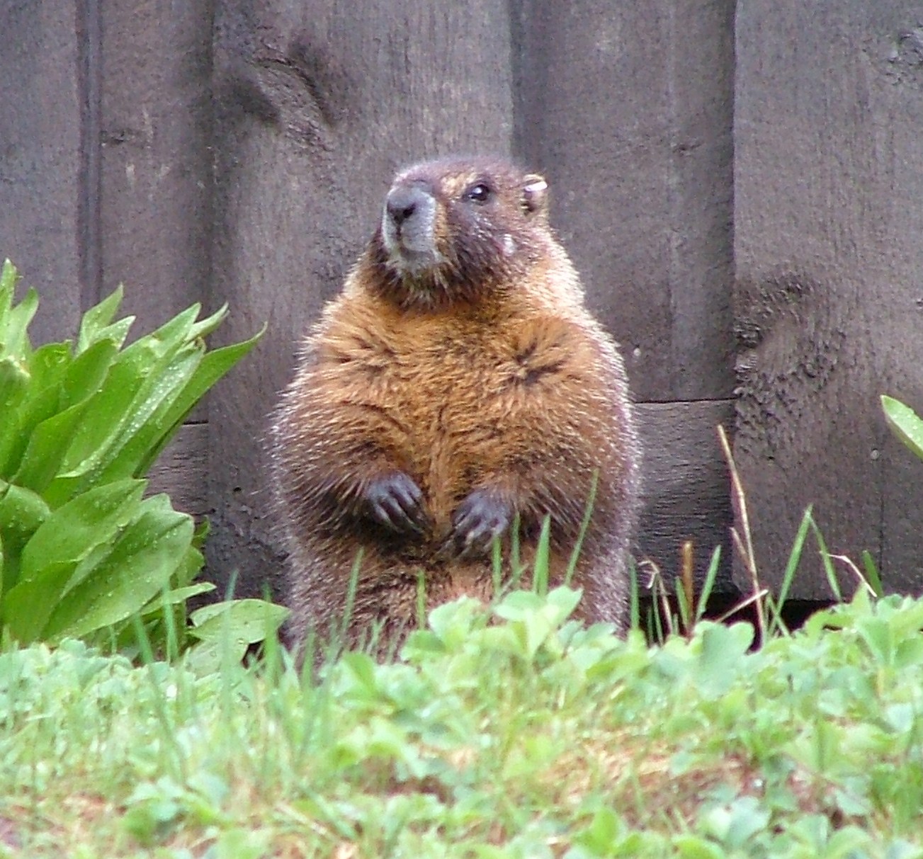 Marmot minutes Whistling pigs of Colorado