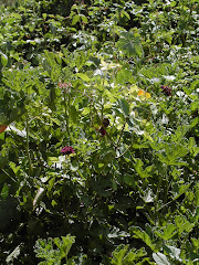 from our vegie patch!