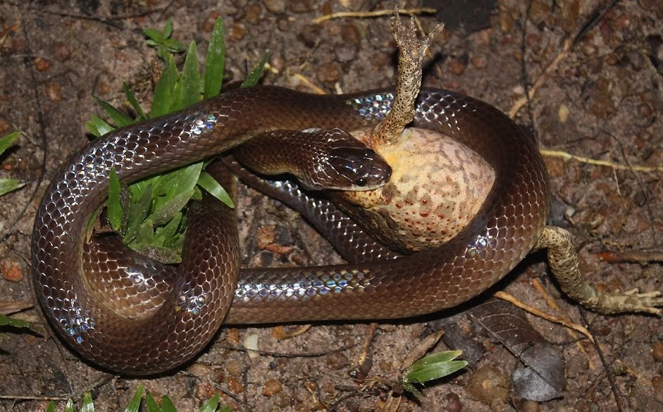 Toadally Awesome Toad Facts: Predators