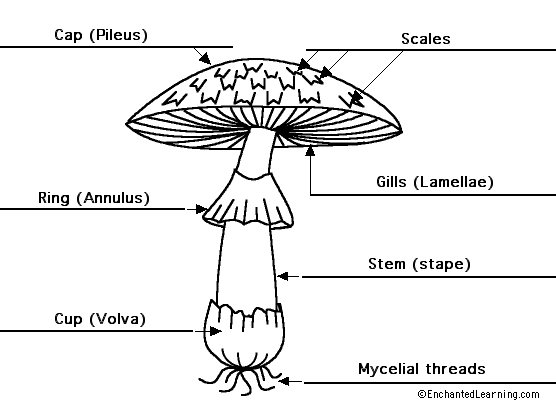 Fungi Diagram Labeled