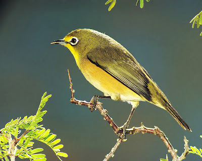 புகைப்படங்கள் - இணையத்தில் ரசித்தவை Poongodikuruvi