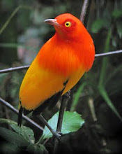 Flame Bowerbird