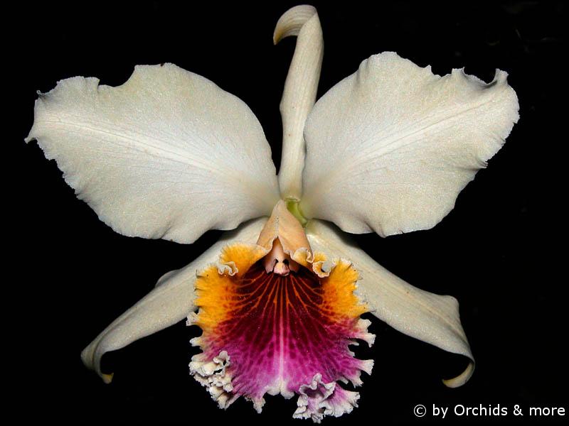 Espaço Cattleyas: Cattleya rex