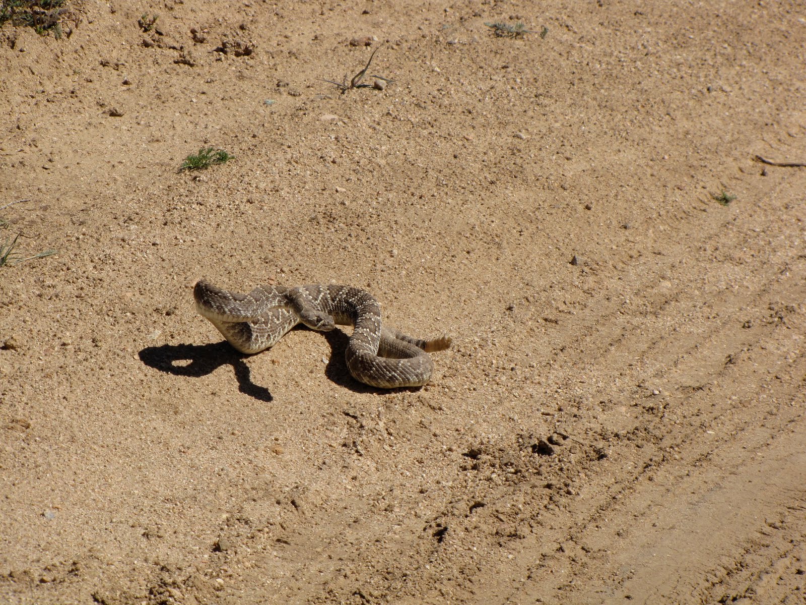 Wellied on life: No Midges, just Mojave Greens....