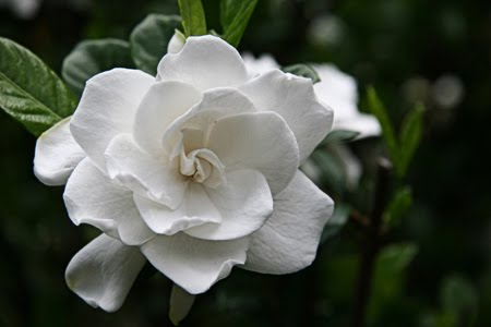 climbing gardenia bush