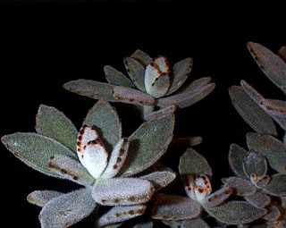 succulent store