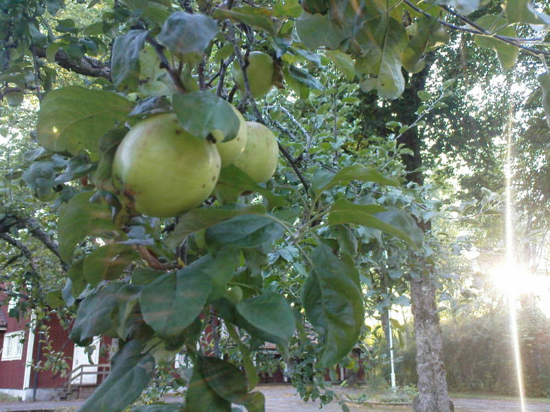 [image-upload-81-745540.jpg]