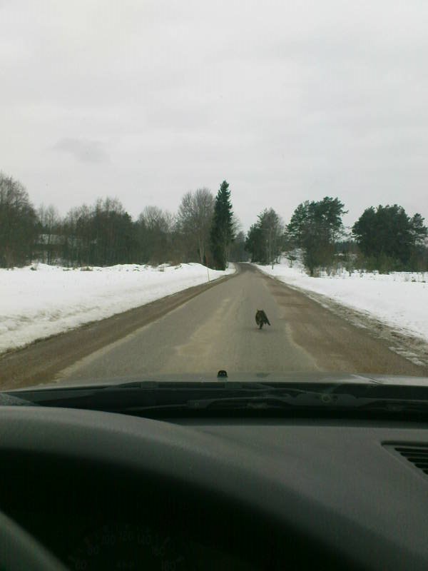 [image-upload-81-723329.jpg]