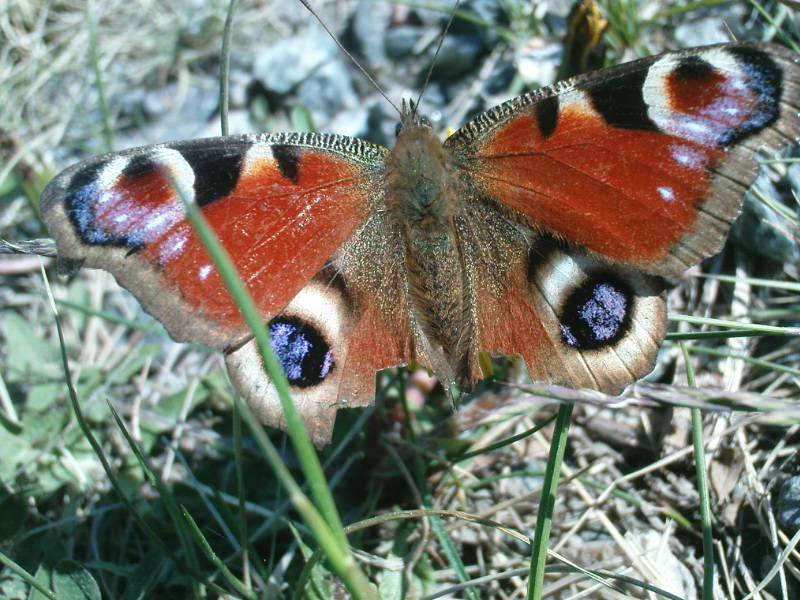 [image-upload-445-704416.jpg]