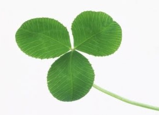 Three leaf clover