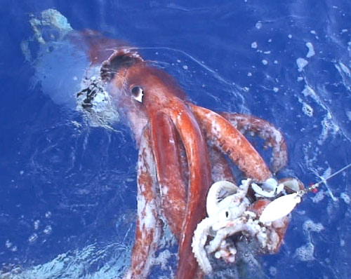 [1222squidbig.jpg]