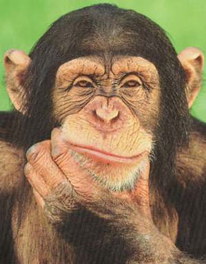 [Chimpanzee_thinking_poster.jpg]