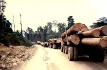 Rolling Out The Timber Wealth of Sarawak