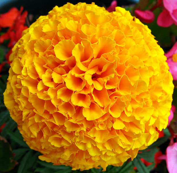 Fresh Flowers Delivery Wedding Flowers Decoration Marigold