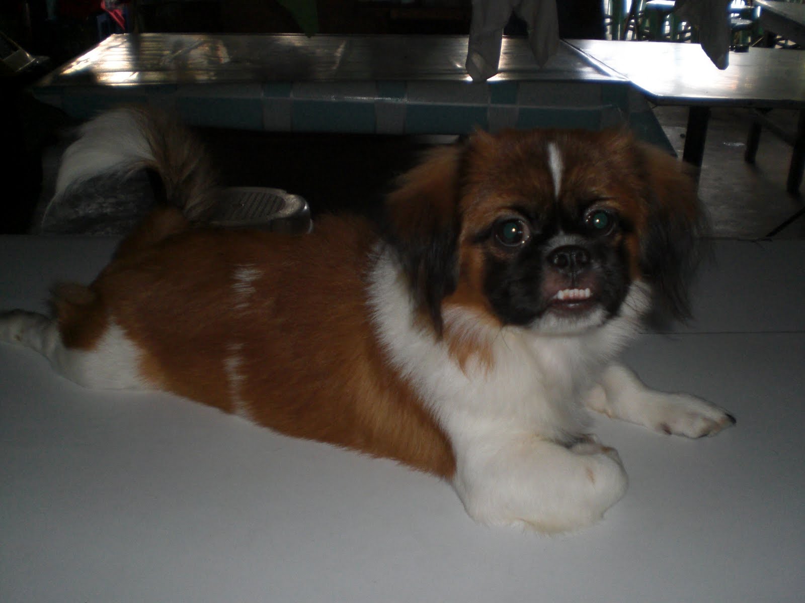 Shih Tzus Information about Smooth Coated Shih Tzus