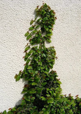 Plantas interior Jardineria: FICUS RASTRERO (FICUS PUMILA)