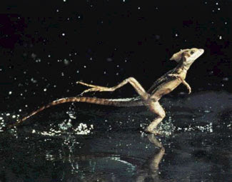 ANIMALES EXTRAÑOS Y CURIOSIDADES ANIMALES: BASILISCO (BASILISCUS ...