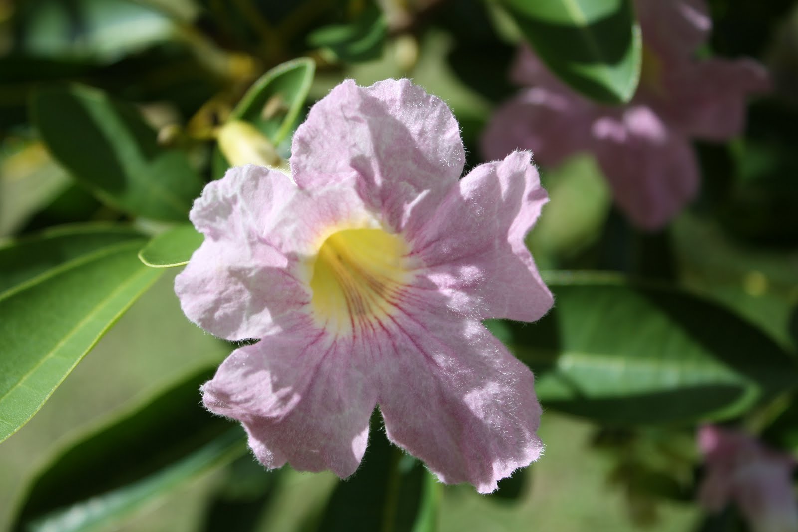 The Davis Family The Beautiful Flowers of Guam
